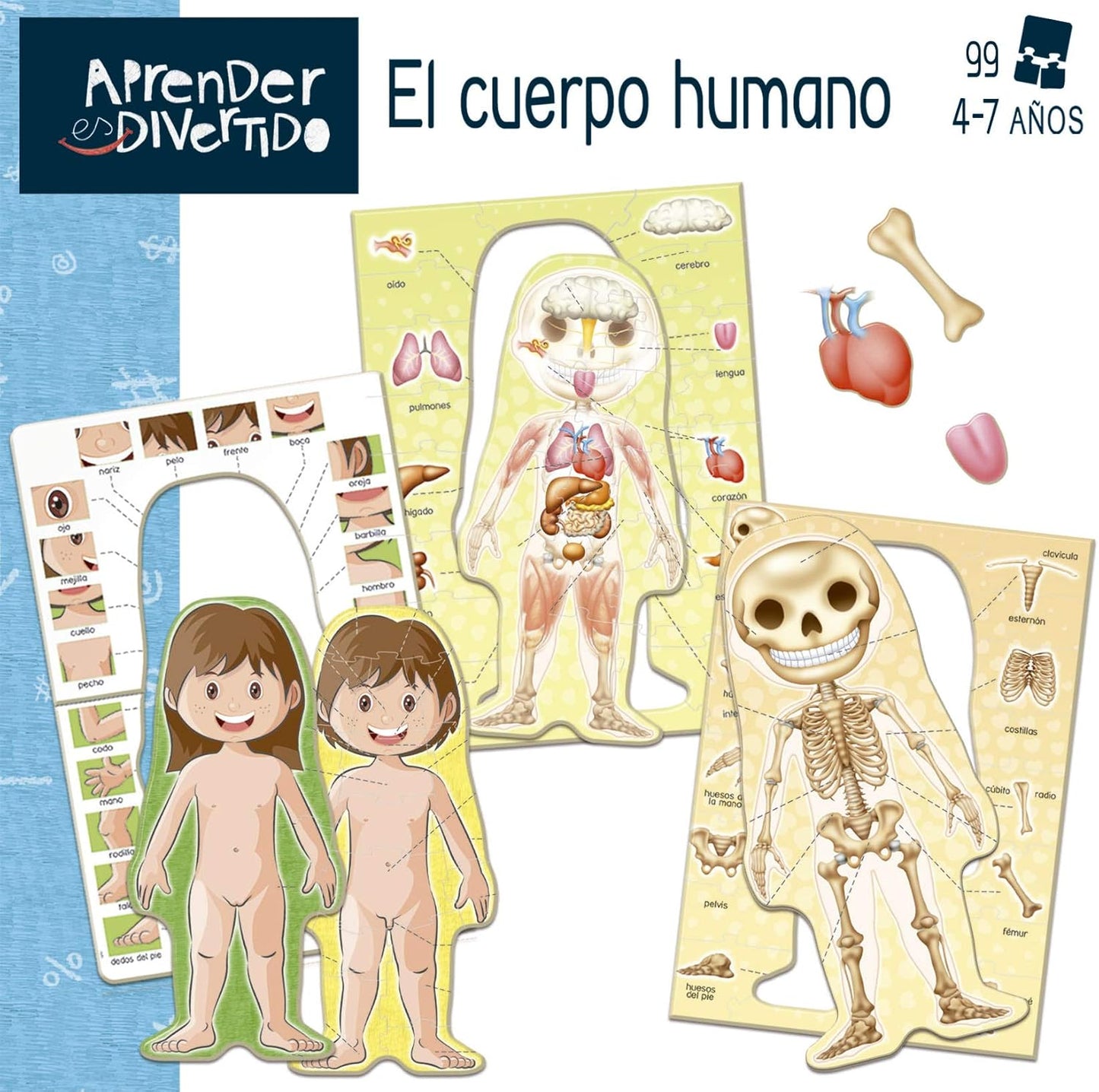 Aprender Es Divertido El Cuerpo Humano