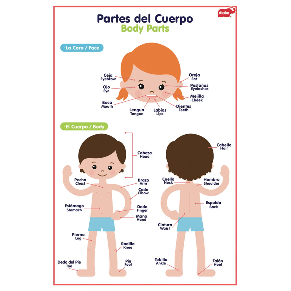 Lámina Partes del Cuerpos y Prendas de vestir